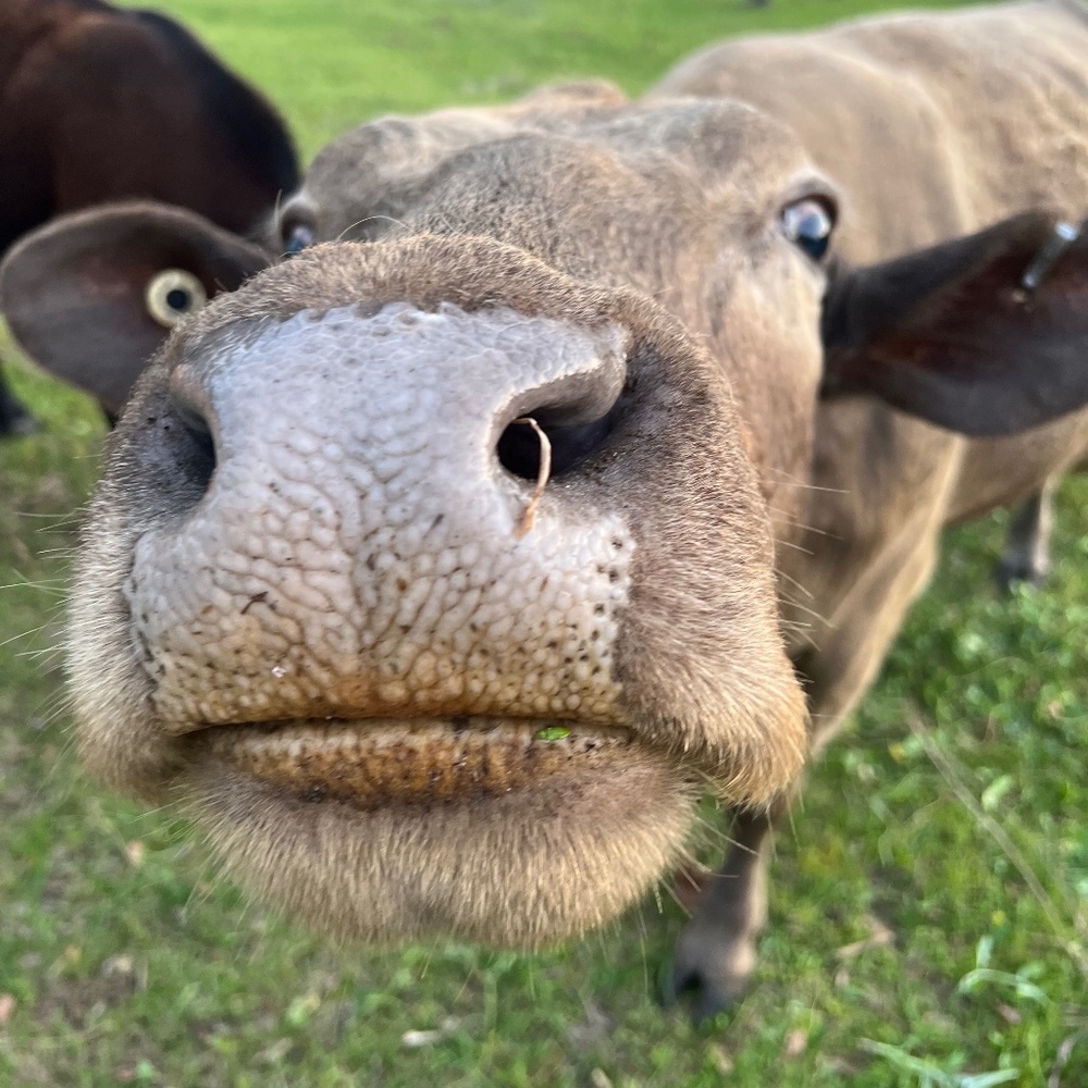 Meet your Posher, moo cow
